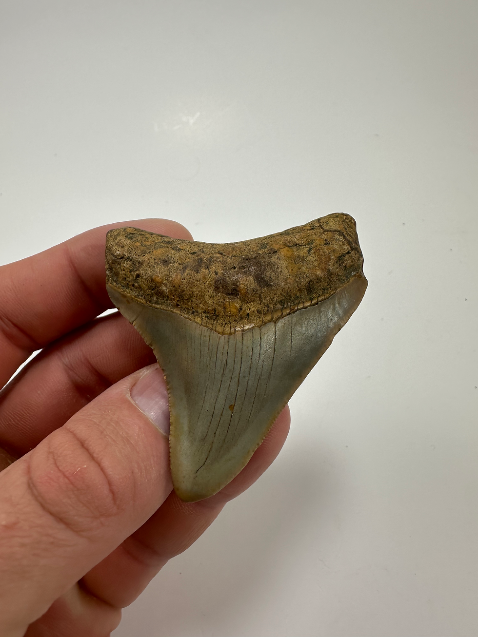 2.81" Sharp Orange Fossil Megalodon Shark Tooth