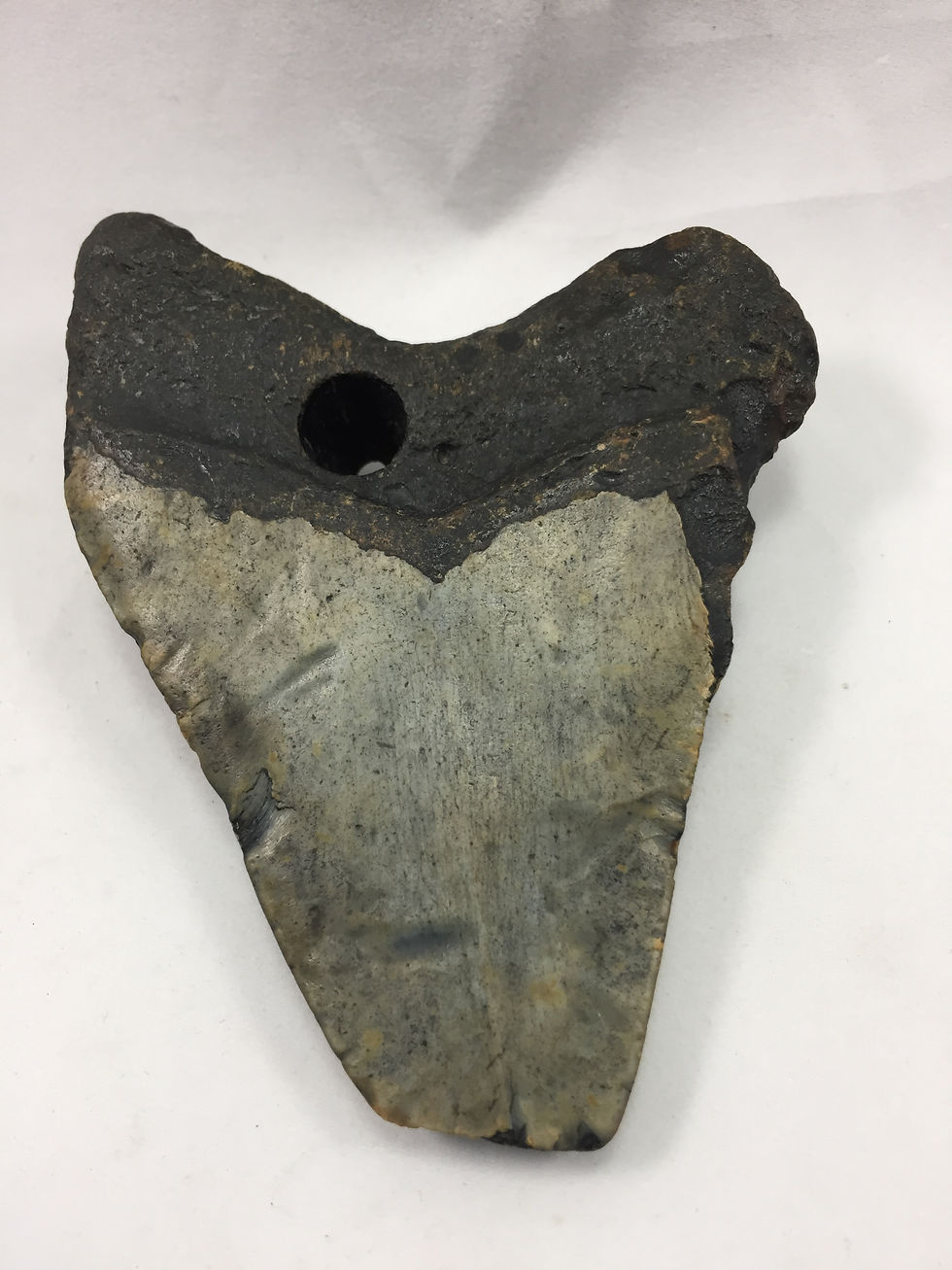Thumbnail: 4.17" Holy Fossil Megalodon Shark Tooth 