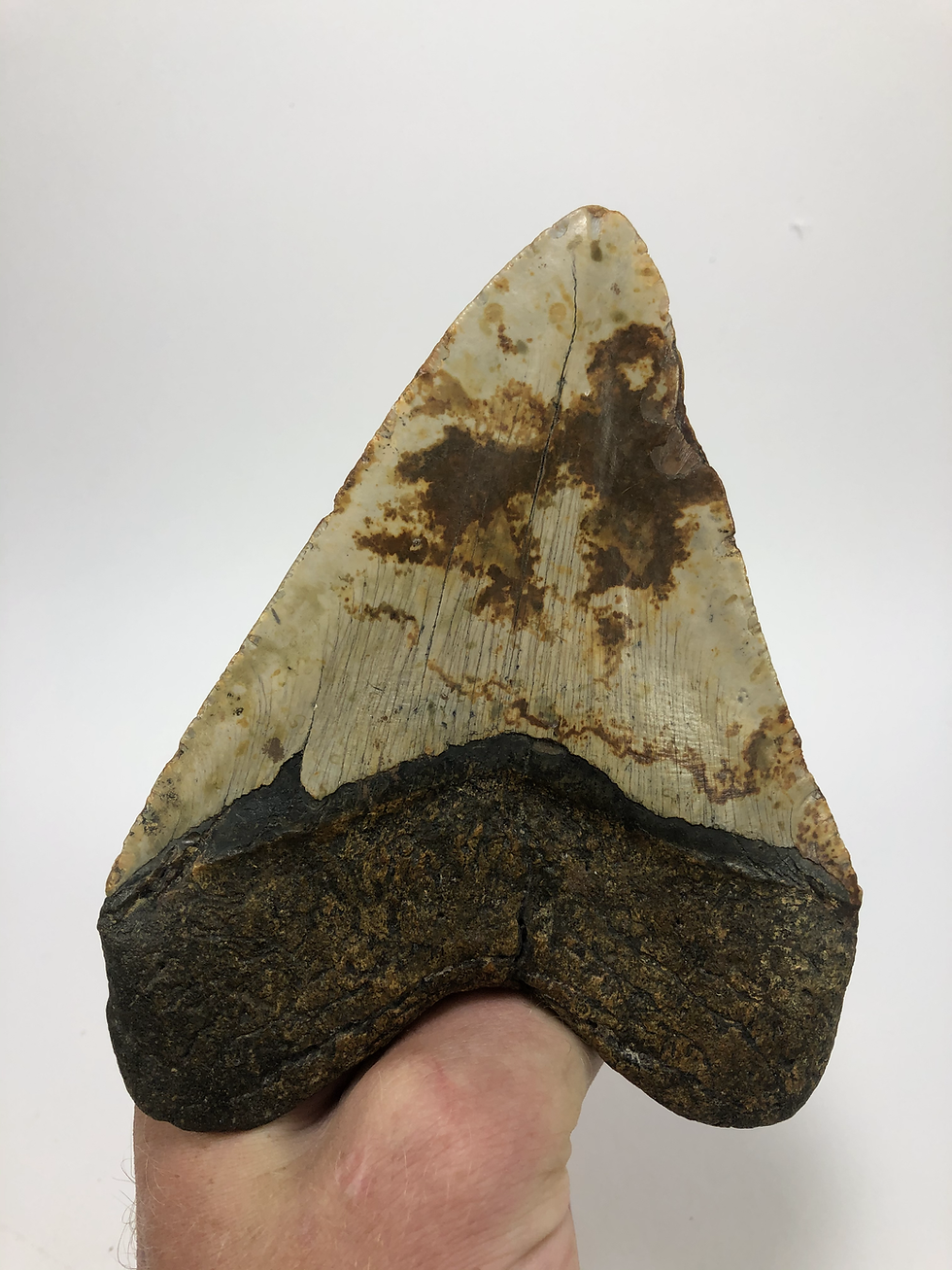 Thumbnail: 5.69" Speckled Fossil Megalodon Shark Tooth