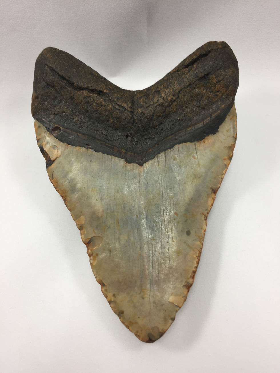 Thumbnail: 5.30" Fossil Megalodon Shark Tooth 