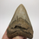 Thumbnail: 4.82" Orange Fossil Megalodon Shark Tooth
