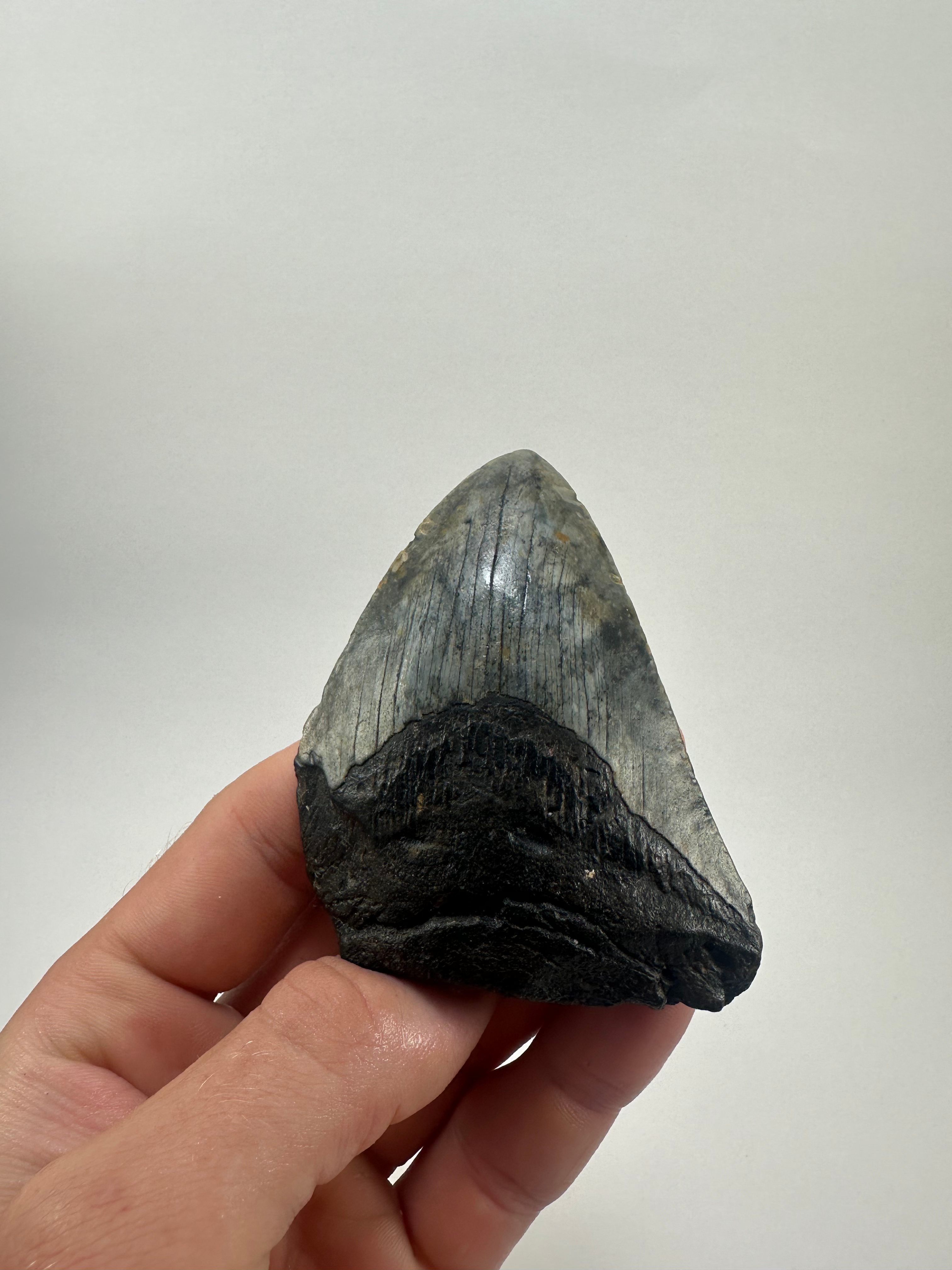 3.64" Fossil Megalodon Shark Tooth