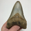 Thumbnail: 4.43" Fossil Megalodon Shark Tooth