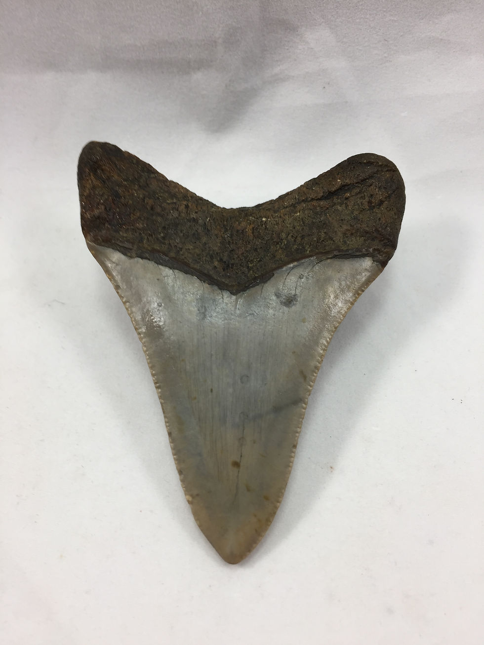 Thumbnail: 3.29" Fossil Megalodon Shark Tooth 
