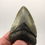 Thumbnail: 4.19” Symmetrical Fossil Megalodon Shark Tooth 