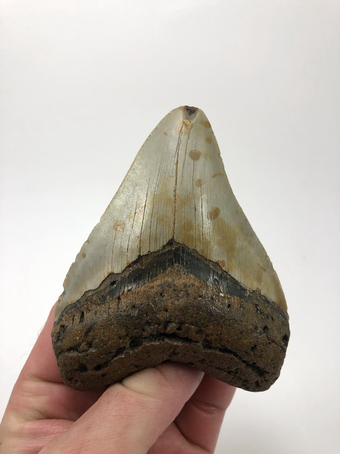 4.33” Fossil Megalodon Shark Tooth