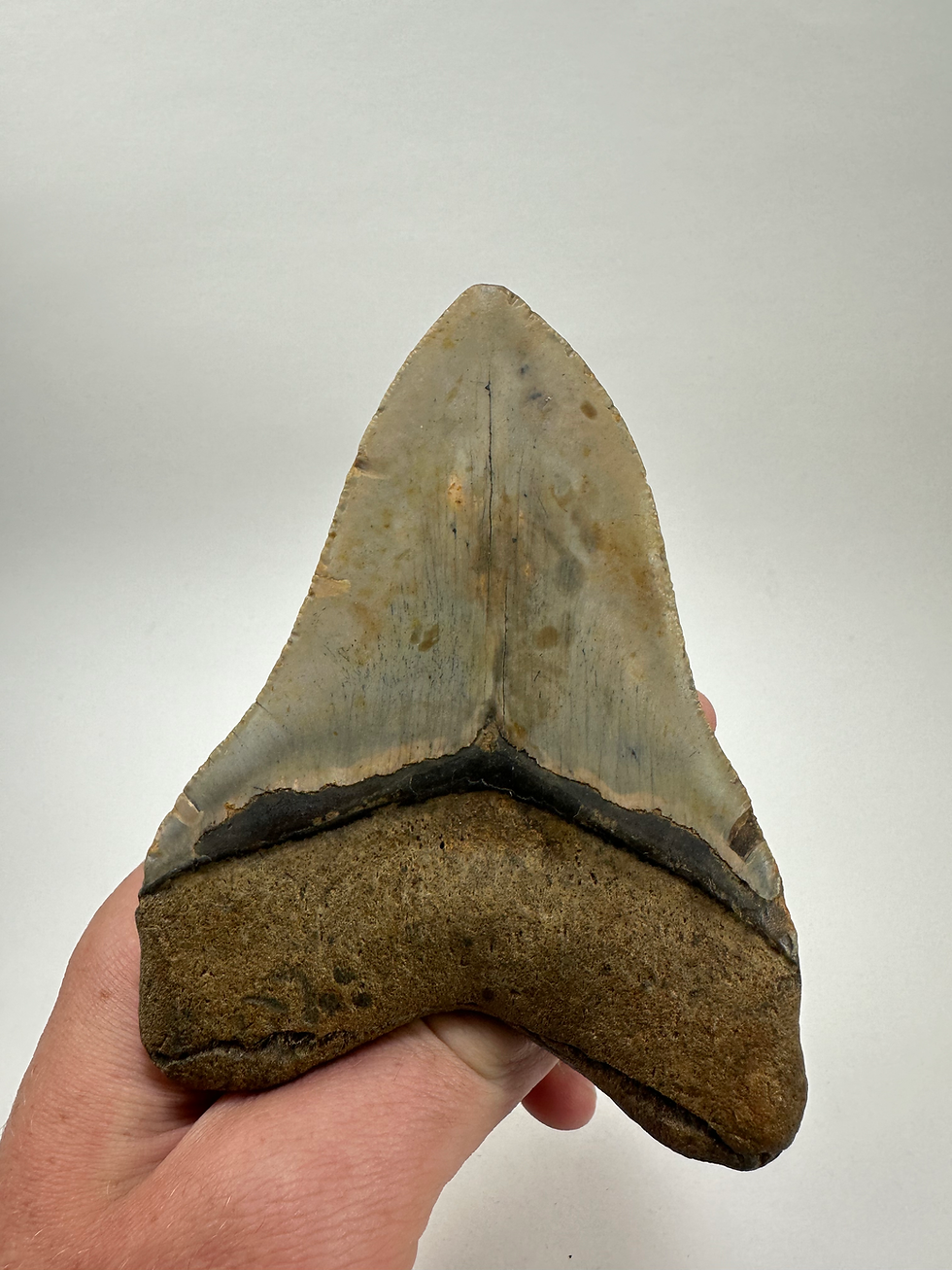 Thumbnail: 4.94" Bold Fossil Megalodon Shark Tooth