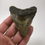 Thumbnail: 3.43” Colorful Fossil Megalodon Shark Tooth