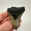 Thumbnail: 2.91” Fossil Megalodon Shark Tooth 