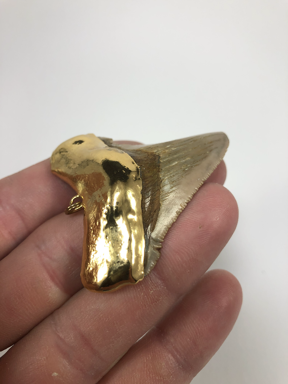 Thumbnail: 2.38" 18K Gold Plated Fossil Chubutensis Shark Tooth