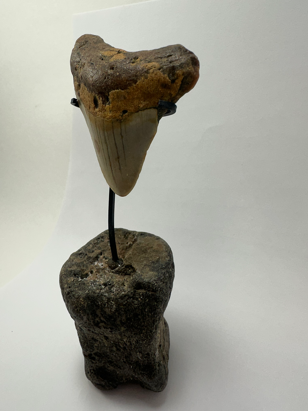 Thumbnail: 2.58" Orange Fossil Megalodon Shark Tooth Inverted On Fossil Whale Vertebrate
