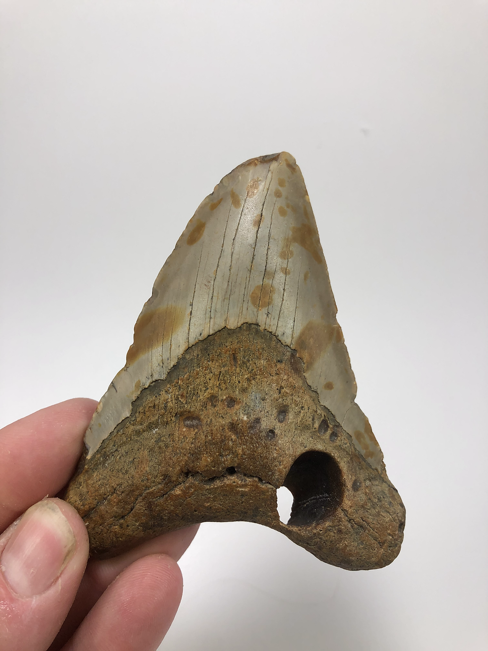 Thumbnail: 4.11" Holy Fossil Megalodon Shark Tooth