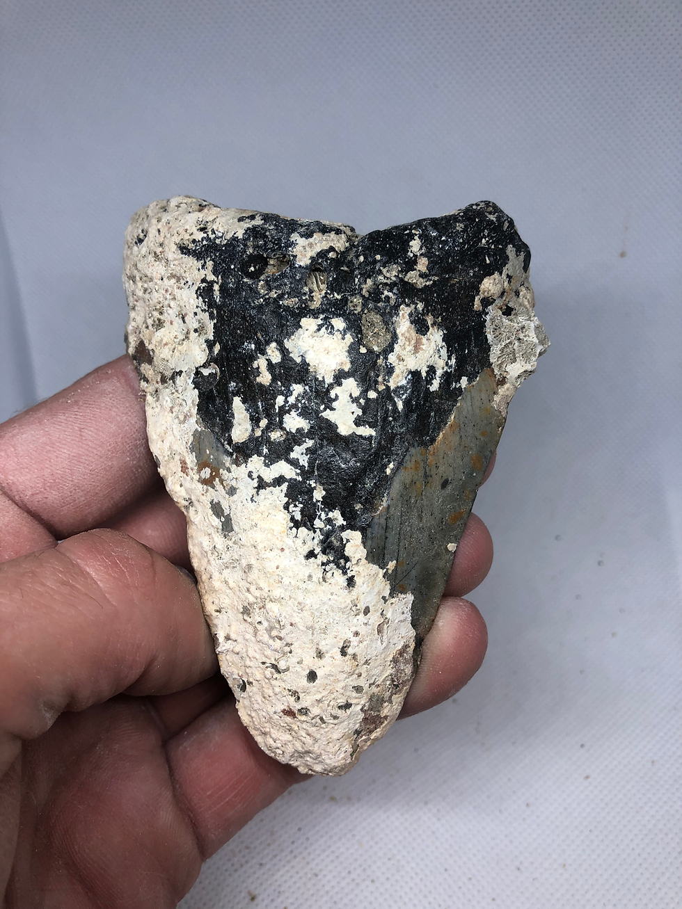 Thumbnail: 4.11” Uncleaned Fossil Megalodon Shark Tooth 