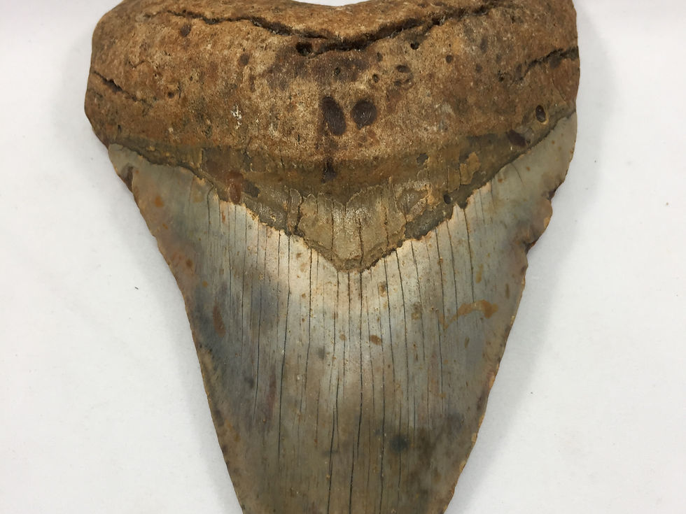 Thumbnail: 5.42" Colorful Fossil Megalodon Shark Tooth 