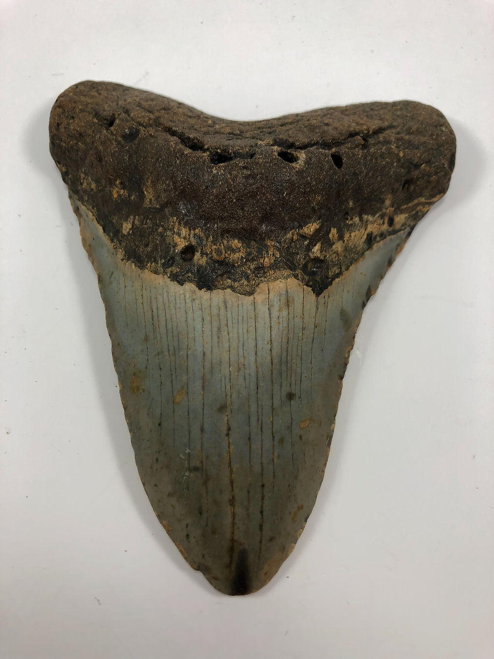 Thumbnail: 5.44” Fossil Megalodon Shark Tooth 