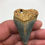 Thumbnail: 2.08” Holy Fossil Great White Shark Tooth 
