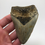 Thumbnail: 3.98” Fossil Megalodon Shark Tooth 