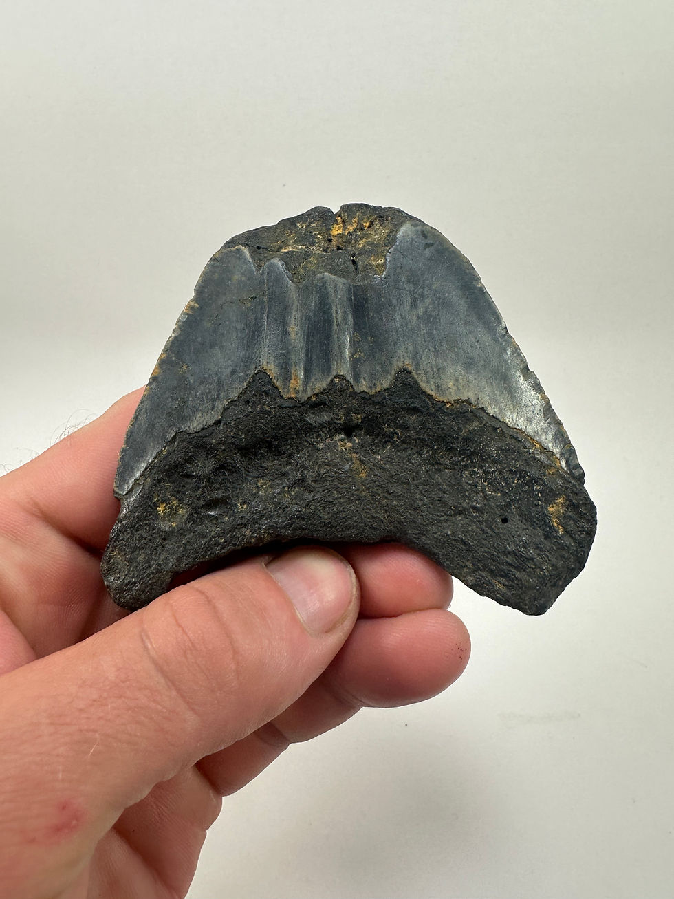 Thumbnail: 3.49" Fossil Megalodon Shark Tooth