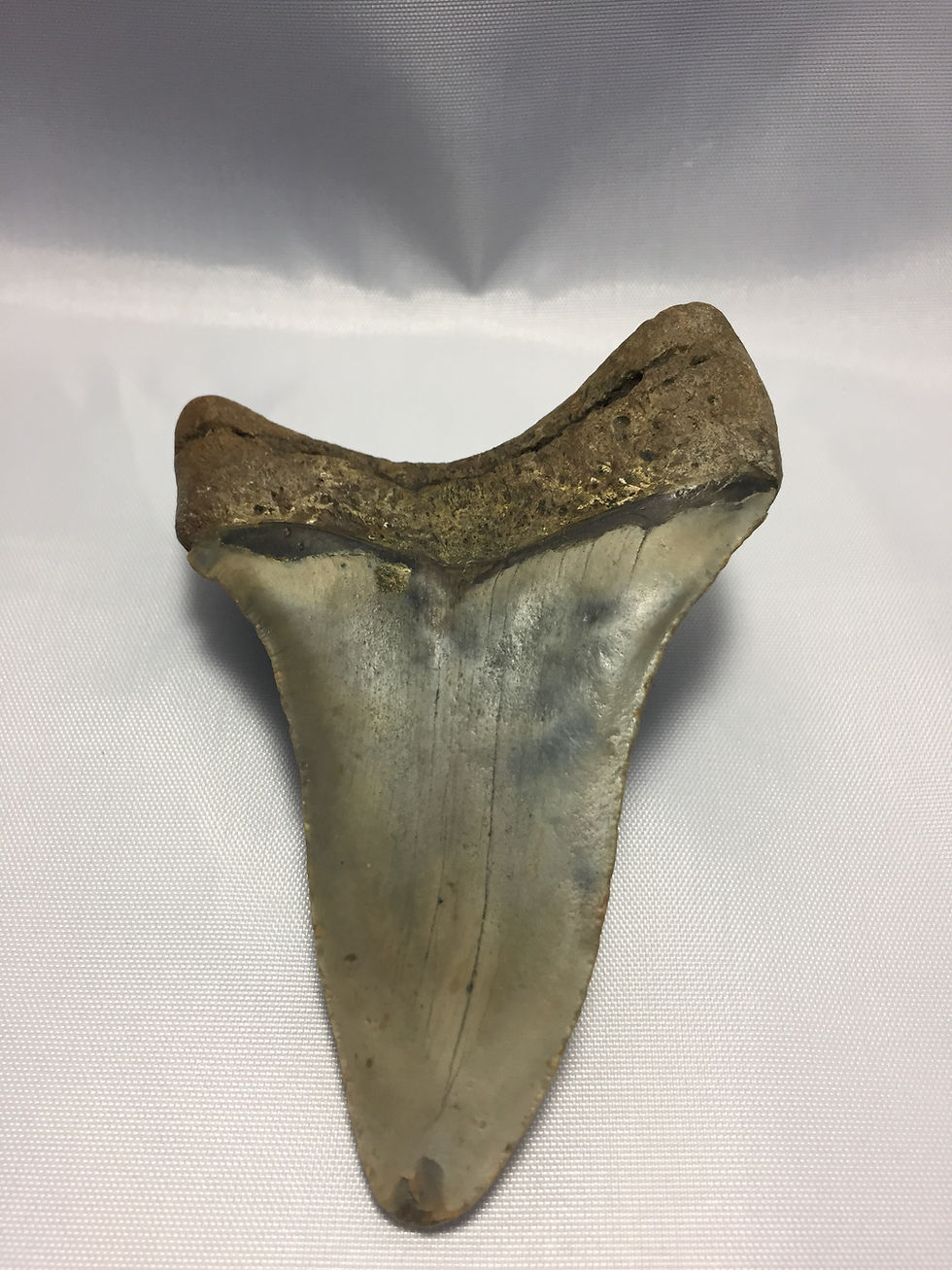 Thumbnail: 4.31" Twisted Pathologic Fossil Megalodon Shark Tooth