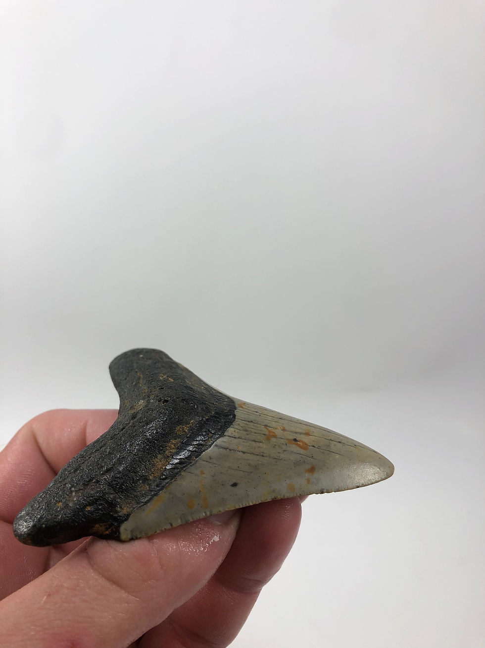 Thumbnail: 3.49” Fossil Megalodon Shark Tooth 