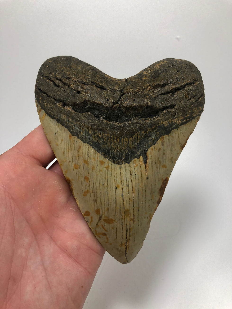 Thumbnail: 5.69" Speckled Fossil Megalodon Shark Tooth