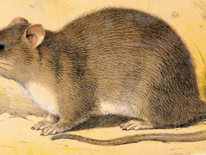 Illustration of a brown rat