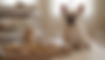 Healthy Homemade Dog Treats for French Bulldogs