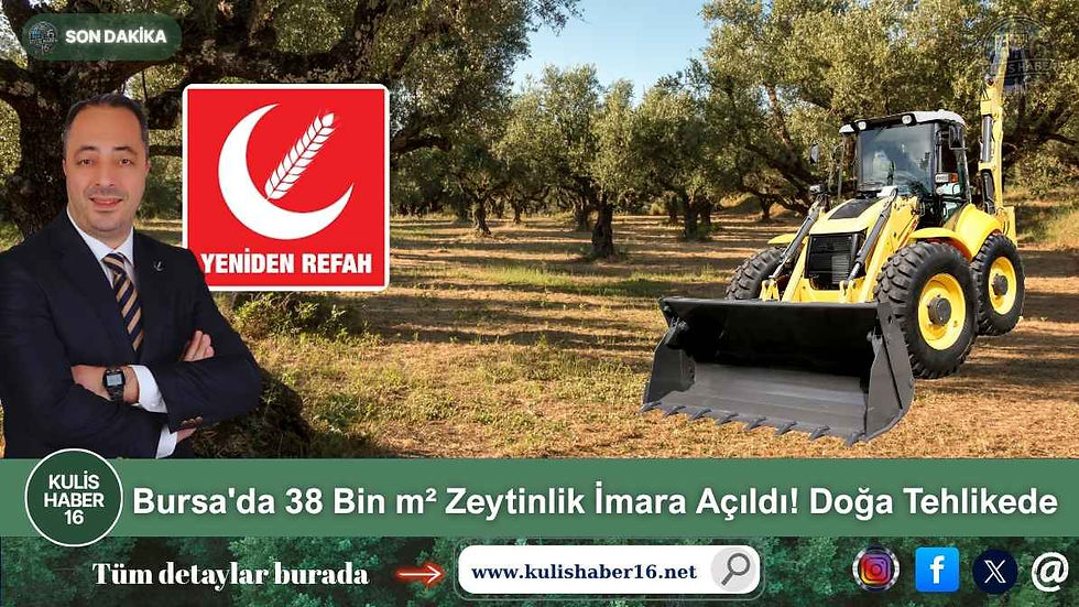 Bursa'da 38 Bin m² Zeytinlik İmara Açıldı! Doğa Tehlikede
