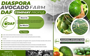 avocado.jfif