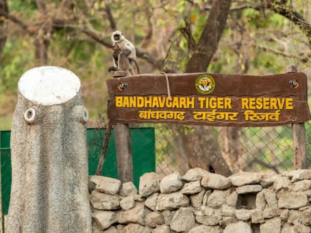 Top Reasons to Visit Bandhavgarh National Park in 2025