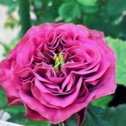 Rose Purple Delight
Purpur, Glücksbringer