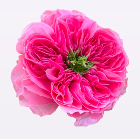 Rose Middleton!
Royale Eleganz