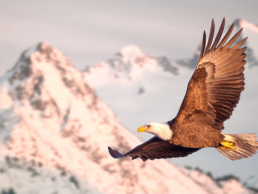 El Águila