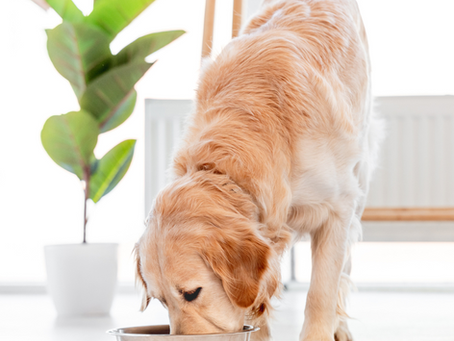 A dog eating plant based diet