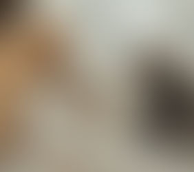 Santa Clara do Sul lança projeto gratuito de castração de cães e gatos