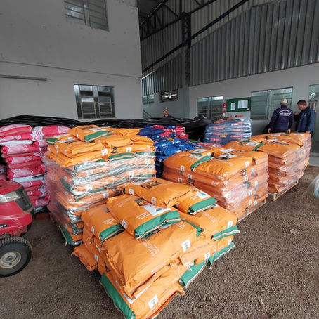 Inicia nesta quarta-feira a distribuição das sementes de milho em Santa Clara do Sul