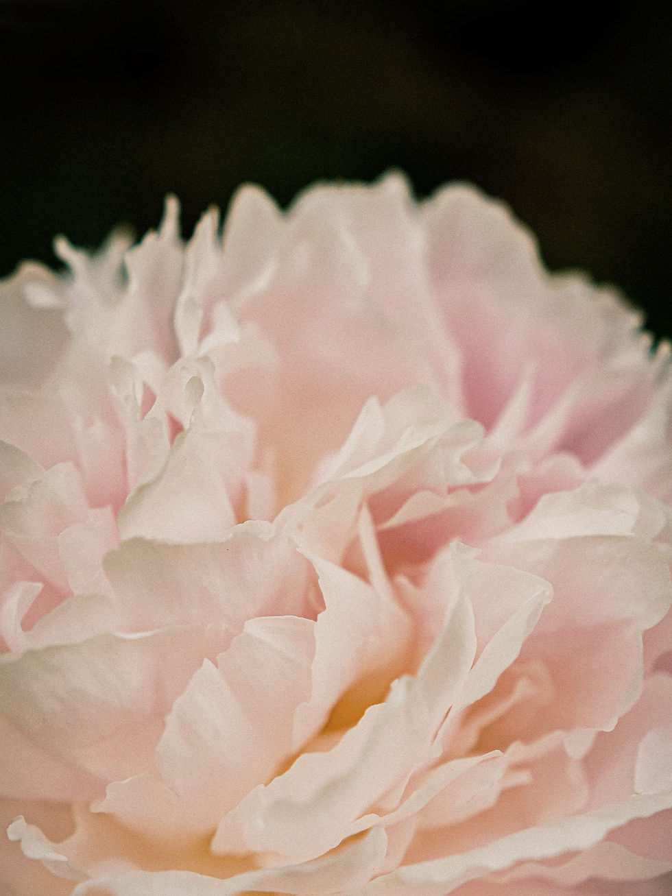 Miniatura: Reviving Rose Infusion Cream 50ml - Liftingujący Krem Nawilżający