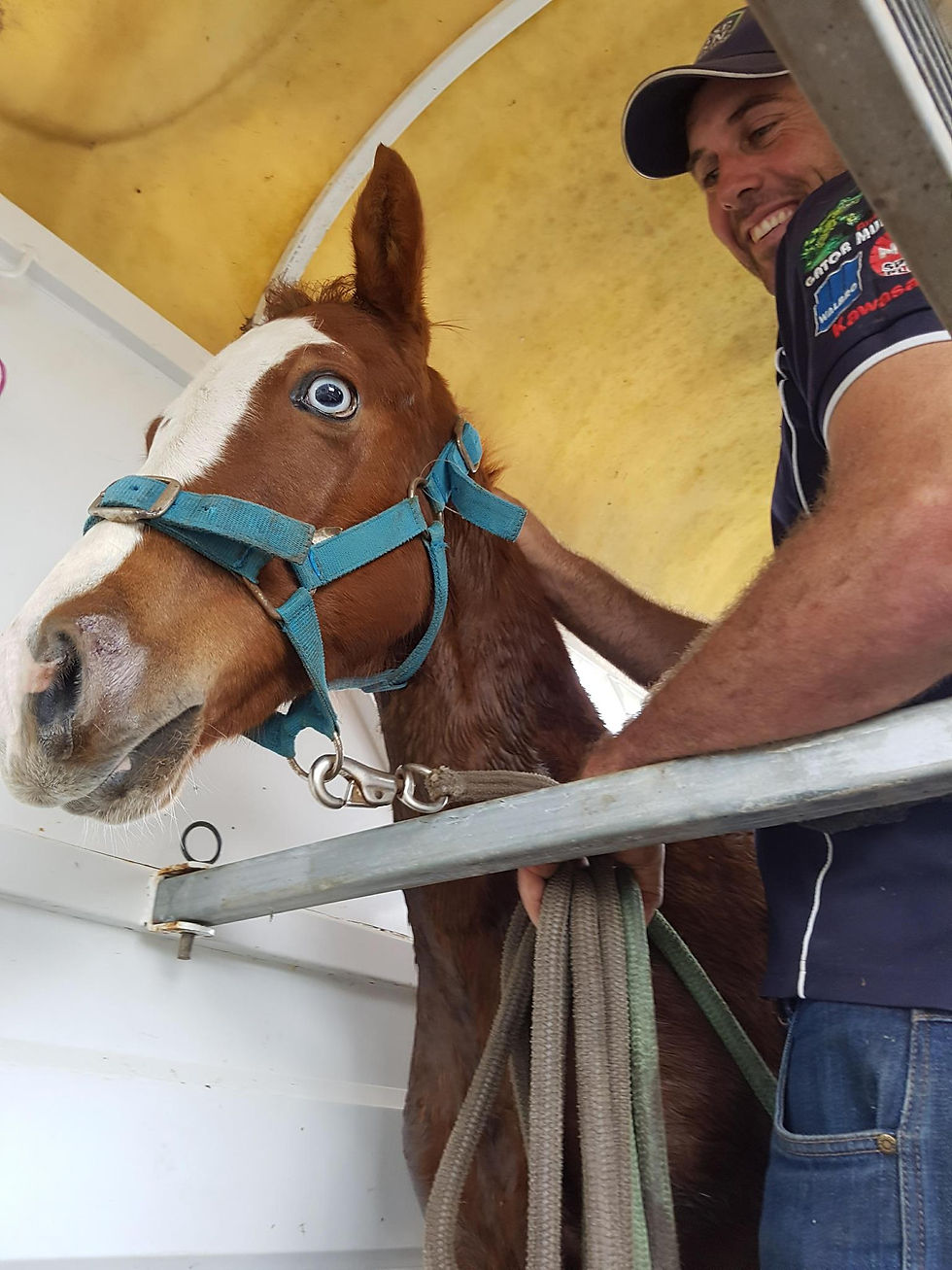 Horse Breaking and Training Warrego Warmblood Stud Queensland