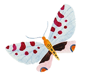 JD50 butterfly.png