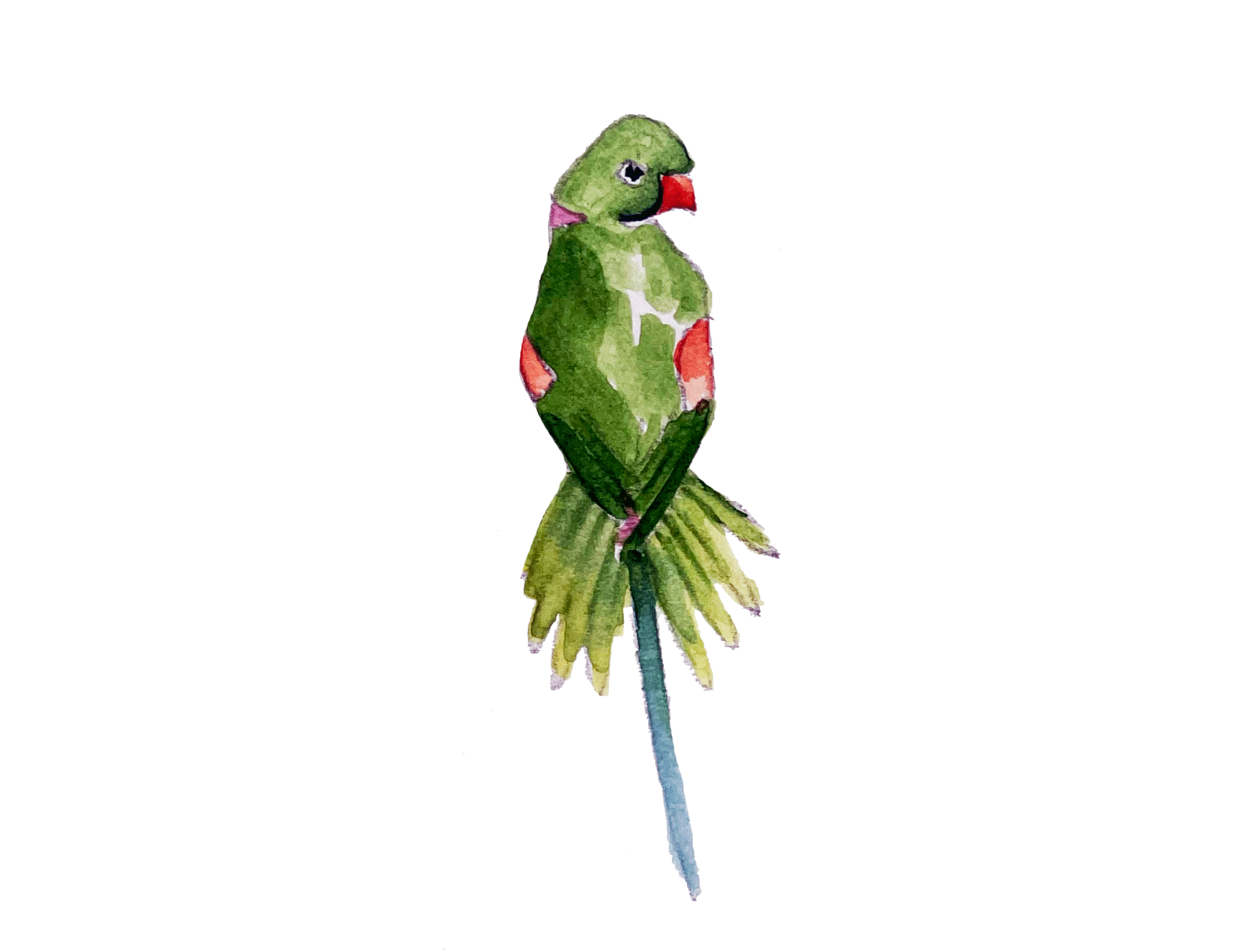 JD50-birds.gif