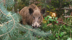 wildschwein-shoppingcenter.jpeg