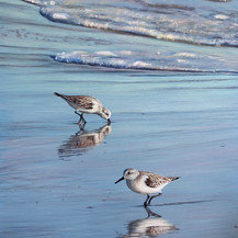 Sandpipers | Acrylic | 24" x 38"