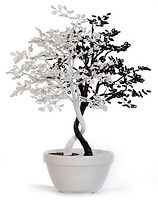 yin-yang-trees-1.jpg