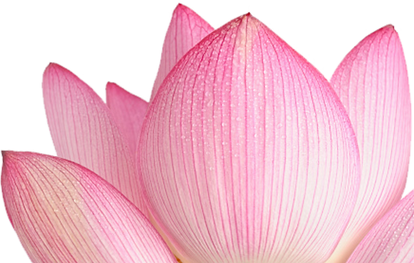 Lotus.png