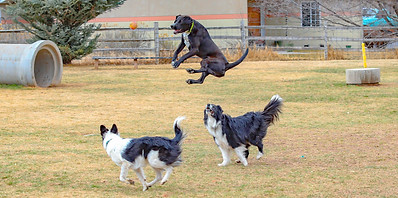 Three dogs playing