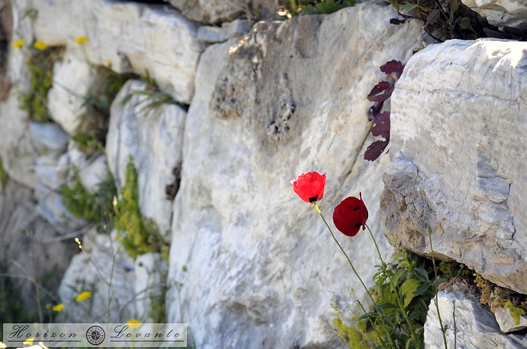 _DSC7527.JPG