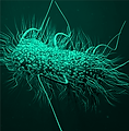 Pathogen green (2).png