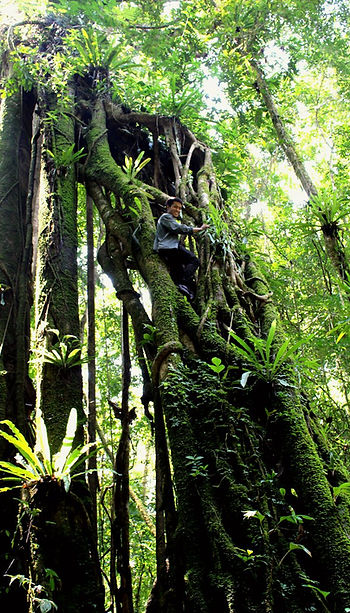 Luang Namtha Trekking