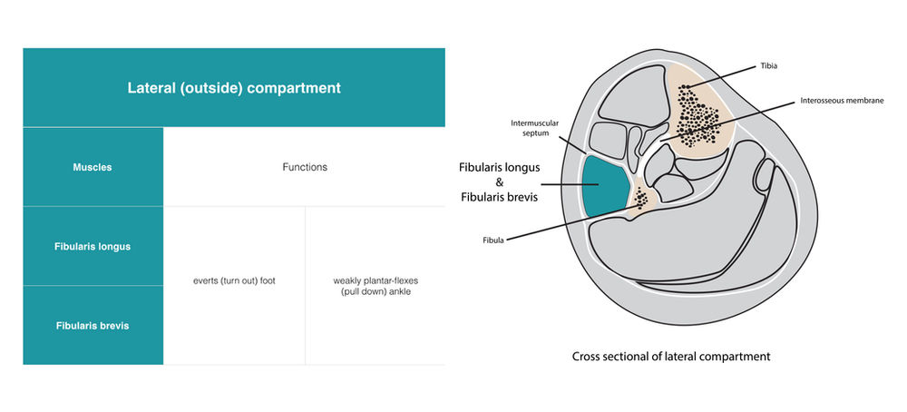 A complete guide of tibia and fibula stress injuries