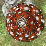 Champignon décoratif aux plumes de Kâ.